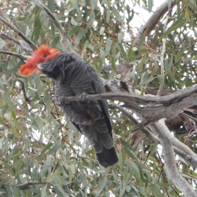 Callocephalon fimbriatum (Gang-gang Cockatoo) at Hughes, ACT - 16 Nov 2019 by JackyF