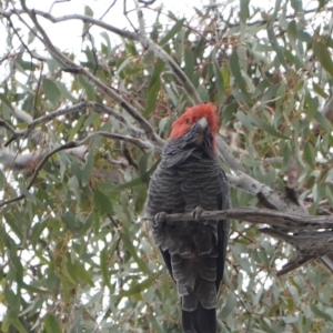 Callocephalon fimbriatum at Hughes, ACT - 16 Nov 2019