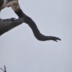 Callocephalon fimbriatum at Hughes, ACT - 16 Nov 2019