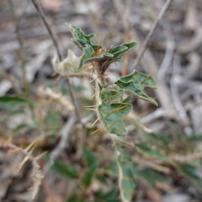 Solanum cinereum (Narrawa Burr) at Federal Golf Course - 16 Nov 2019 by JackyF