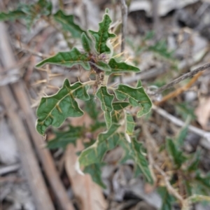 Solanum cinereum at Hughes, ACT - 16 Nov 2019