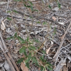 Solanum cinereum at Hughes, ACT - 16 Nov 2019