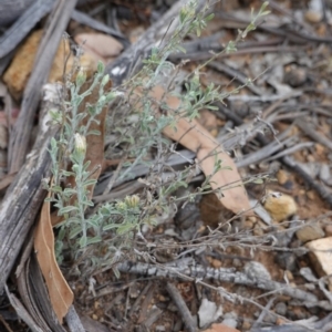 Vittadinia cuneata var. cuneata at Hughes, ACT - 16 Nov 2019