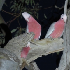 Eolophus roseicapilla (Galah) at Yarralumla, ACT - 16 Nov 2019 by AndyRoo