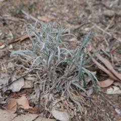 Senecio quadridentatus (Cotton Fireweed) at Federal Golf Course - 16 Nov 2019 by JackyF