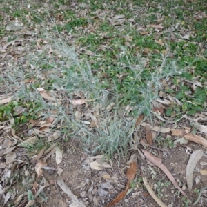 Senecio quadridentatus at Garran, ACT - 16 Nov 2019