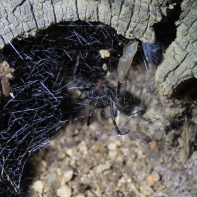 Latrodectus hasselti (Redback Spider) at Yarralumla, ACT - 16 Nov 2019 by AndyRoo