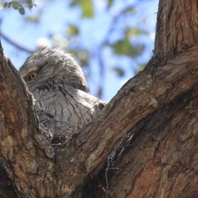 Podargus strigoides (Tawny Frogmouth) at Weetangera, ACT - 17 Nov 2019 by AlisonMilton