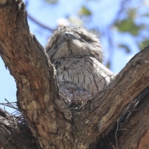 Podargus strigoides at Weetangera, ACT - 17 Nov 2019 11:30 AM