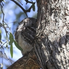 Podargus strigoides at Weetangera, ACT - 17 Nov 2019 11:30 AM