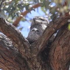 Podargus strigoides at Weetangera, ACT - 17 Nov 2019 11:30 AM