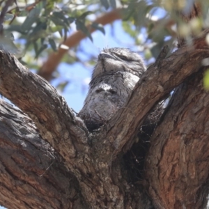 Podargus strigoides at Weetangera, ACT - 17 Nov 2019 11:30 AM