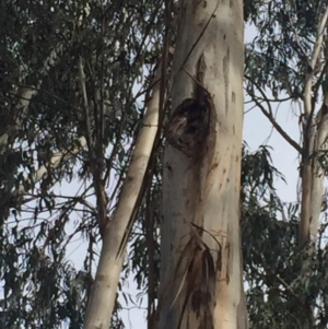 Eucalyptus globulus subsp. bicostata at Garran, ACT - 16 Nov 2019 04:25 PM