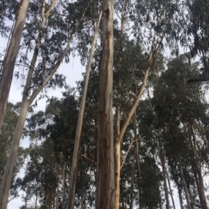 Eucalyptus globulus subsp. bicostata at Garran, ACT - 16 Nov 2019