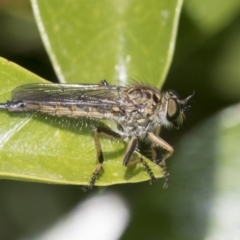 Cerdistus sp. (genus) (Yellow Slender Robber Fly) at Higgins, ACT - 15 Nov 2019 by AlisonMilton