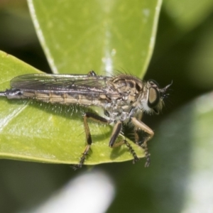 Cerdistus sp. (genus) at Higgins, ACT - 16 Nov 2019