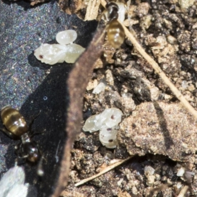 Formicidae (family) (Unidentified ant) at Higgins, ACT - 16 Nov 2019 by AlisonMilton