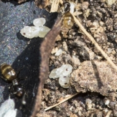 Formicidae (family) (Unidentified ant) at Higgins, ACT - 15 Nov 2019 by AlisonMilton
