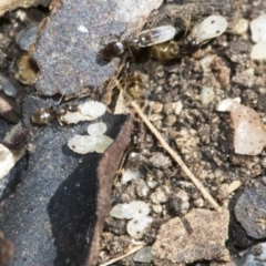 Formicidae (family) at Higgins, ACT - 16 Nov 2019