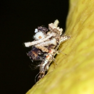 Chrysopidae (family) at Higgins, ACT - 16 Nov 2019