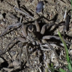 Tasmanicosa sp. (genus) (Tasmanicosa wolf spider) at Yarralumla, ACT - 16 Nov 2019 by AndyRoo