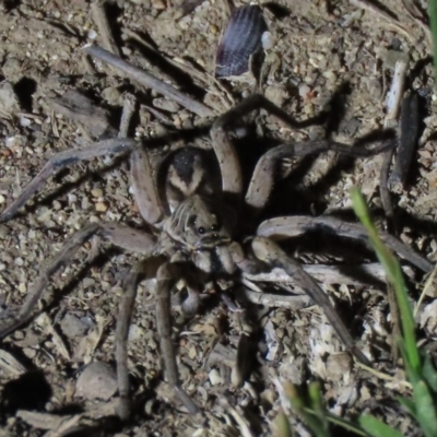 Tasmanicosa sp. (genus) (Tasmanicosa wolf spider) at Yarralumla, ACT - 16 Nov 2019 by AndyRoo