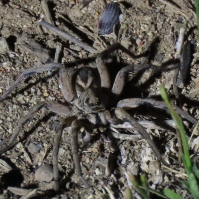 Tasmanicosa sp. (genus) (Unidentified Tasmanicosa wolf spider) at Stirling Park - 16 Nov 2019 by AndrewZelnik