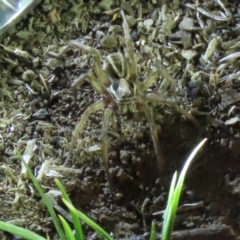 Venatrix sp. (genus) (Unidentified Venatrix wolf spider) at Stirling Park - 16 Nov 2019 by AndrewZelnik