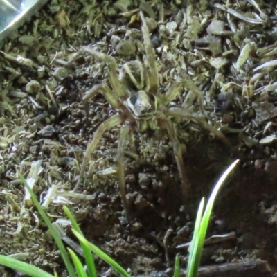 Venatrix sp. (genus) (Unidentified Venatrix wolf spider) at Stirling Park - 16 Nov 2019 by AndrewZelnik