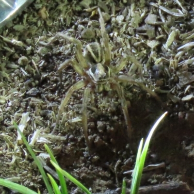 Venatrix sp. (genus) (Unidentified Venatrix wolf spider) at Yarralumla, ACT - 16 Nov 2019 by AndyRoo