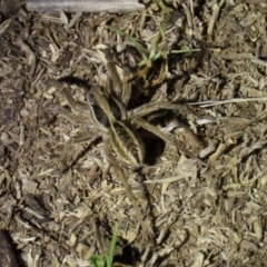 Venatrix sp. (genus) at Yarralumla, ACT - 16 Nov 2019