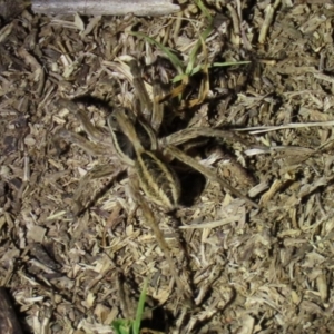 Venatrix sp. (genus) at Yarralumla, ACT - 16 Nov 2019