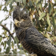 Callocephalon fimbriatum (Gang-gang Cockatoo) at Red Hill to Yarralumla Creek - 1 Nov 2019 by BIrdsinCanberra