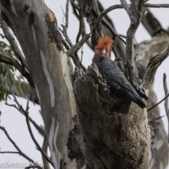 Callocephalon fimbriatum at Red Hill, ACT - 2 Nov 2019