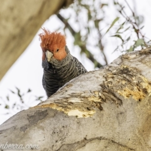 Callocephalon fimbriatum at Red Hill, ACT - 2 Nov 2019