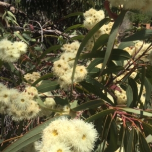 Angophora floribunda at Weetangera, ACT - 17 Nov 2019