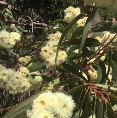 Angophora floribunda (Apple, Rough-barked Apple) at Weetangera, ACT - 16 Nov 2019 by ruthkerruish