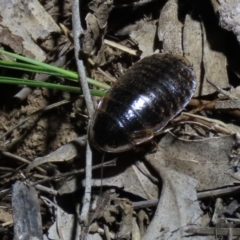 Calolampra sp. (genus) (Bark cockroach) at Stirling Park - 16 Nov 2019 by AndrewZelnik