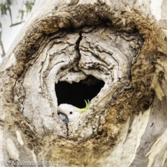Cacatua galerita (Sulphur-crested Cockatoo) at Red Hill, ACT - 2 Nov 2019 by BIrdsinCanberra