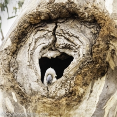 Cacatua galerita at Red Hill, ACT - 2 Nov 2019 06:20 AM