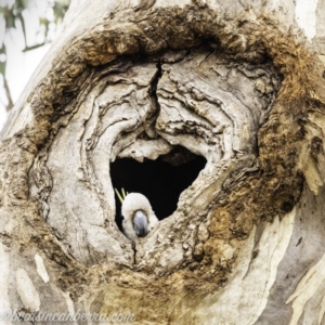 Cacatua galerita at Red Hill, ACT - 2 Nov 2019 06:20 AM