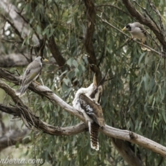 Dacelo novaeguineae (Laughing Kookaburra) at Garran, ACT - 1 Nov 2019 by BIrdsinCanberra