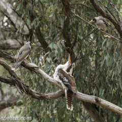 Dacelo novaeguineae (Laughing Kookaburra) at Red Hill Nature Reserve - 1 Nov 2019 by BIrdsinCanberra