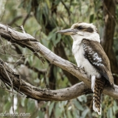 Dacelo novaeguineae at Garran, ACT - 2 Nov 2019