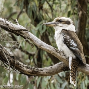 Dacelo novaeguineae at Garran, ACT - 2 Nov 2019