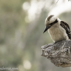 Dacelo novaeguineae at Garran, ACT - 2 Nov 2019