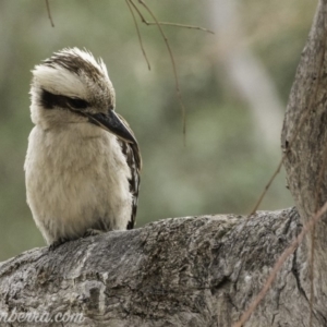 Dacelo novaeguineae at Garran, ACT - 2 Nov 2019