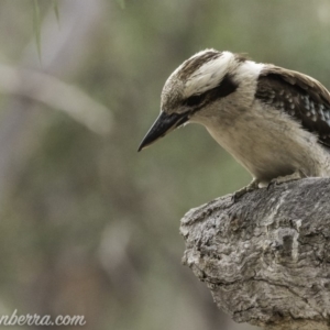 Dacelo novaeguineae at Garran, ACT - 2 Nov 2019