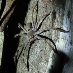 Isopeda sp. (genus) at Yarralumla, ACT - 16 Nov 2019