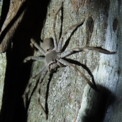 Isopeda sp. (genus) (Huntsman Spider) at Yarralumla, ACT - 16 Nov 2019 by AndyRoo